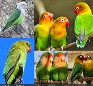 Jenis - Jenis Burung Love Bird Serta Penyebarannya