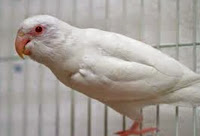 Love Bird Albino 