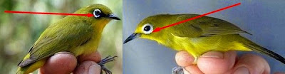 Gambar Macam - Macam Burung Pleci Dan Jenis Burung Pleci  
