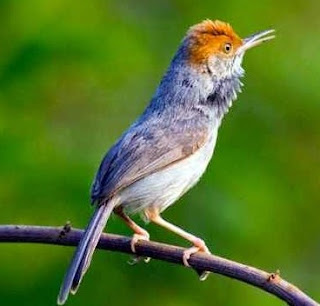Trik Untuk Penghobi Burung Ocehan Agar Tidak Tertipu Oleh Mafia Burung