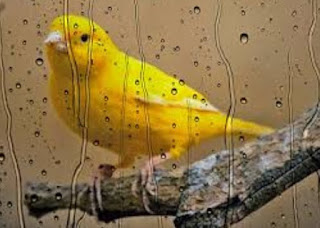5 Trik Jitu Perawatan Burung Saat Musim Hujan Tiba