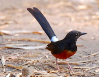 Tips Jitu Cara Merawat Burung Murey Batu Supaya Cepat Gacor