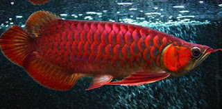 Jenis Ikan Hias Termahal Di Indonesia 