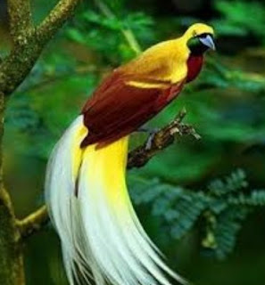 Burung Cantik Burung Cendrawasih 