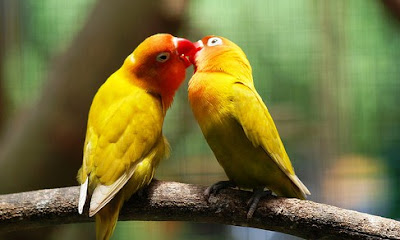 5 Tips Jitu Agar Burung Love Bird Supaya Rajin Bertelur