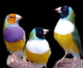 14 Jenis Burung Hias Yang Trend Untuk Di Pelihara