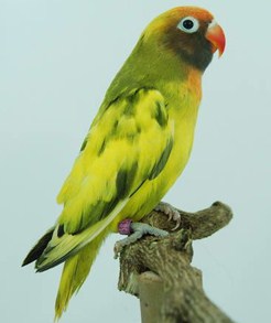 Trik Dan Tips Cara Menyilangkan Burung Love Bird Agar Menghasilkan Warna Yang Berfariasi