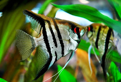 Ikan Hias Manfish Dan Cara Budidaya
