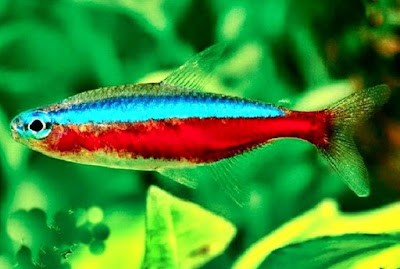 Tips Budidaya Ikan Neon Tetra Dan Cara Pembenihan