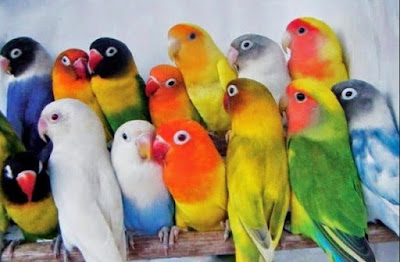 Daftar Harga Burung Love Bird Terupdet Bulan Oktober 2015