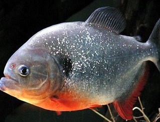5 Tips Mudah Dan Lengkap Budidaya Ikan Bawal