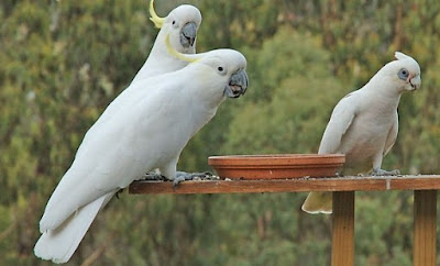 Tips Cara Melatih Burung Kakaktua Agar Cepat Pandai Berbicara