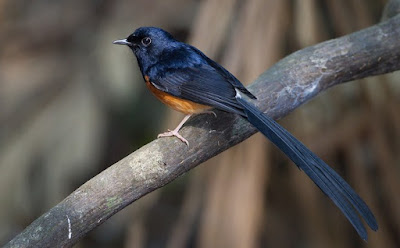 Tips Dan Trik Akurat Cara Mengetahui Jenis Burung Murai Batu Ekor Hitam 