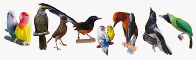 Berbagai Jenis Jenis Burung Murah Yang Banyak Di Cari Pada Saat Sekarang Ini