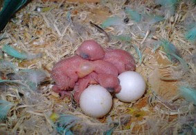 Tips Akurat Cara Membedakan Telur Burung Jantan Dan Betina
