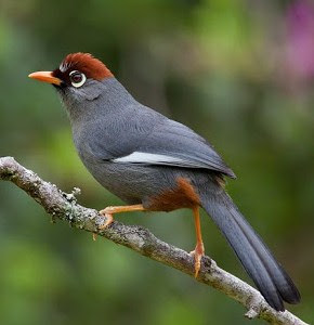 Cara Akurat Merawat Burung Poksay Mandarin Jambul / Mantel Medan