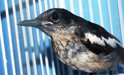 Tips Dan Trik Perawatan Burung Kacer Muda Hutan Yang Sudah Terbukti