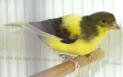 Cara Akurat Mengatasi Burung Kenari Yang Terjangkit Penyakit Tetelo Dengan Menggunakan Obat Tradisional