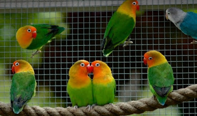 Cara Tepat Dan Akurat Memaster Burung Love Bird Agar Dapat Ngekek Panjang