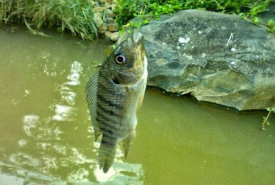 Jenis Umpan Mancing Ikan Mujaer Yang Ampuh Dan Jitu
