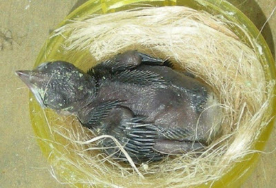 Cara Dan Tips Mengobati Anak Burung Cucak Ijo Yang Susah Makan Yang Sudah Terbukti