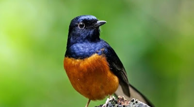 Tips Dan Cara Mengatasi Burung Murai Batu Ngembung Yang Sudah Terbukti