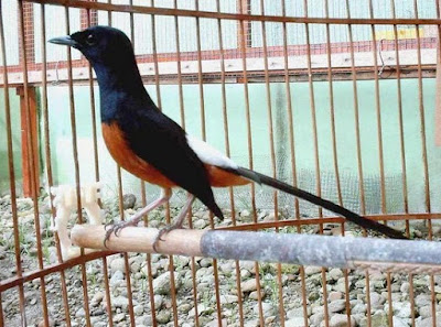 Khasiat Dan Manfaat Dari Pemberian Cacing Untuk Burung Murai Batu Yang Sudah Di Akui