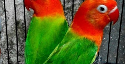 Mengenal Ciri Ciri Burung Lovebird Biola 