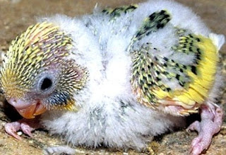 Hasil Persilangan Burung Lovebird Dan Parkit Yang Terlihat Unik
