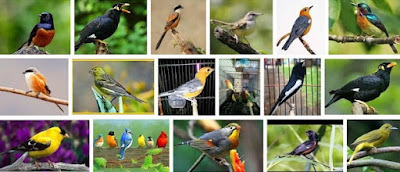 Kisaran Daftar Harga Burung Kicau Paling Baru 2017 Saat Ini Terlengkap