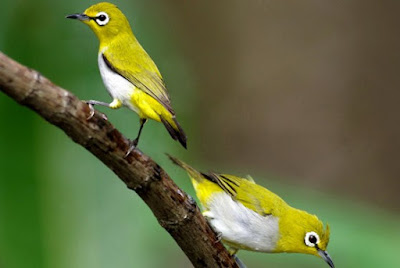 Daftar Harga Pakan Burung Pleci Paling Lengkap Dan Terbaru
