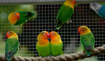 6 Cara Dan Tips Mengatasi Mencret Pada Burung Love Bird Dan Obatnya