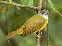 Burung Yellow-bellied Bulbul