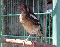 Bahan Trotolan Burung Anis Kembang Belum Pasti Jantan Dan Betina