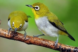 List/Harga Burung Pleci Terbaru 2017 Saat Ini Dan Paling Lengkap