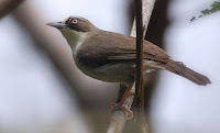 Burung Peor /Opior Paruh Tebal (Heleia crassirostris)