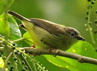 Burung Peor/Opior kalimantan (Oculocincta squamifrons)