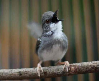 Mengenal Dan Ciri Ciri Fisik Burung Ciblek Kristal Paling Akurat