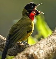 Harga Burung Samyong Garugiwa Dewasa Hutan