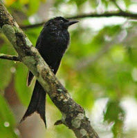 Jenis Dari Burung Saeran Gunting sulawesi (Dicrurus montanus)