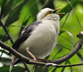 7 Cara Dan Tips Akurat Proses Perawatan Burung Jalak Putih Supaya Gacor Yang Sudah Terbukti