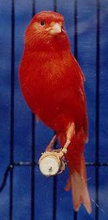 Ciri Ciri Burung Kenari Merah Paling Lengkap Dengan Gambarnya