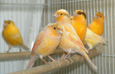 8 Perbedaan Burung Kenari Jantan Dan Betina Dari Segi Fisik Paling Akurat