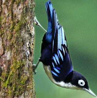 Jenis Dari Burung Rambatan Loreng Yang Pas Untuk Di Jadikan Masteran Burung Kicau Lain