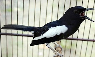 2 Tips Dan Cara Jitu Agar Burung Kacer Ngeriwik Bisa Ngeplong Paling Akurat