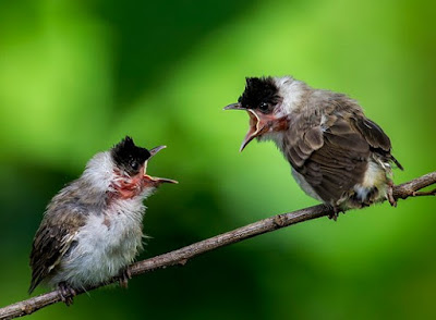 7 Tips Dan Cara Agar Burung Kutilang Cepat Gacor Dan Rajin Berkicau Paling Lengkap
