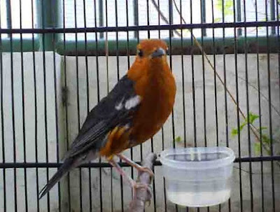 24 Solusi Akurat Agar Burung Anis Merah Macet Supaya Cepat Gacor Paling Lengkap