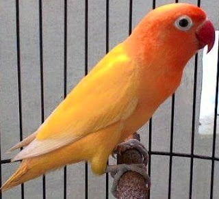 Tips Dan Cara Ampuh Mengatasi Burung Love Bird Naik Turun Tangkringan Paling Akurat