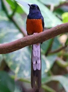 Mengetahui Pola Ekor Burung Murai Batu Lampung Paling Lengkap Dan Akurat