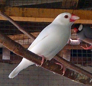 Ciri Ciri Fisik Dan Mengenal Dekat Jenis Burung Gelatik Putih Paling Lengkap